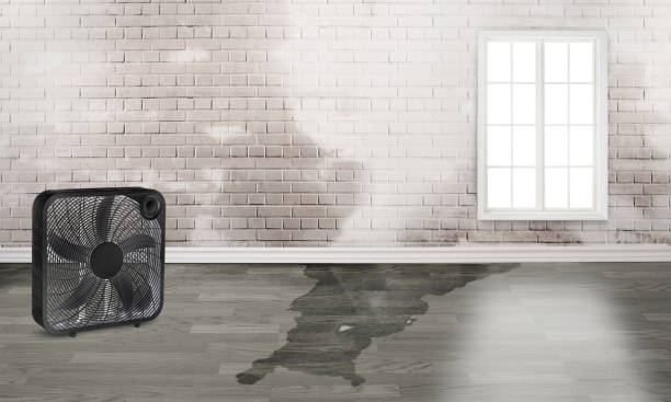 Best Water damage cleanup near me  in Hamilton, MT